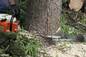 How Our Tree Care Process Works  in  Germantown, TN