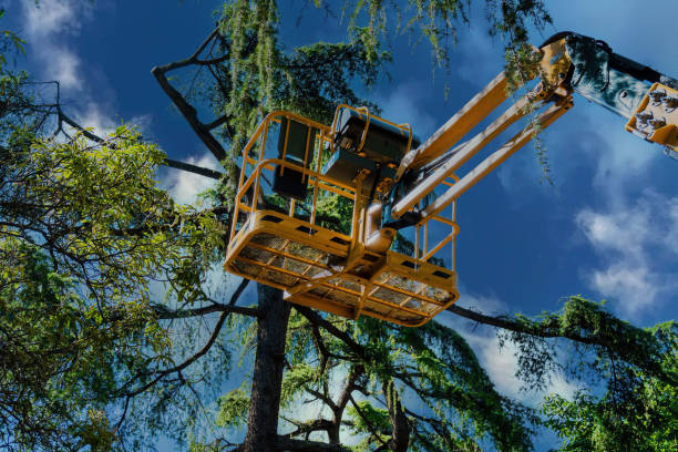 Best Seasonal Cleanup (Spring/Fall)  in Germantown, TN